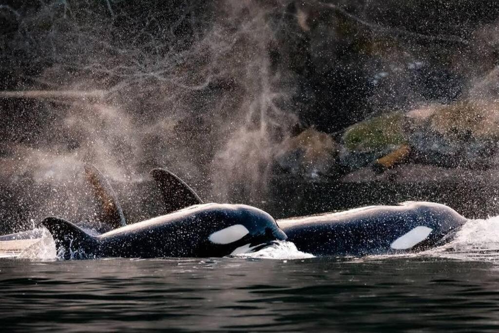 ナナイモ Nature Lovers' Paradiseヴィラ エクステリア 写真